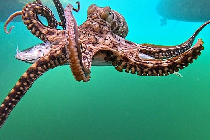 Snorkel Kealakekua Bay: Reef Trip Under the Captain Cook Monument photo 4