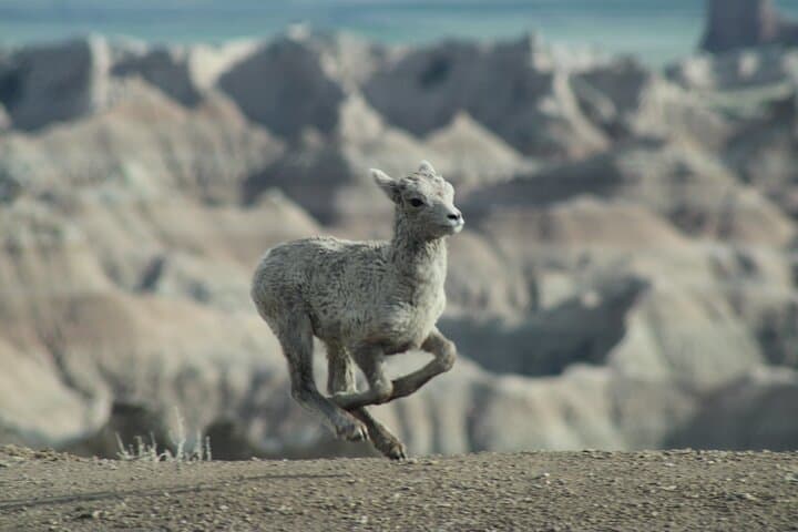 Badlands Alive: Full-Day Guided Exploration of South Dakota’s Badlands