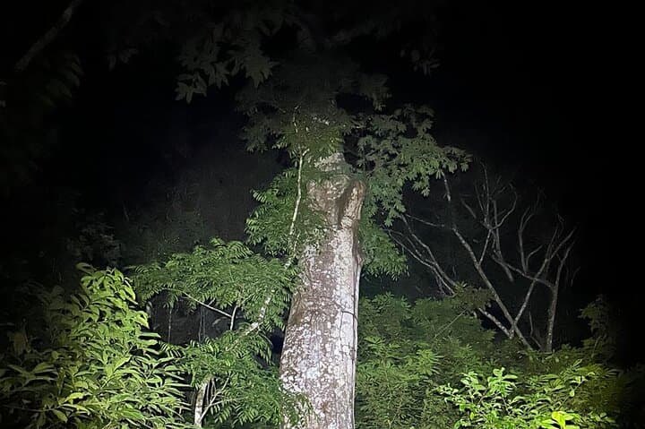 Night Hike on Pipeline Road: Soberania National Park After Dark