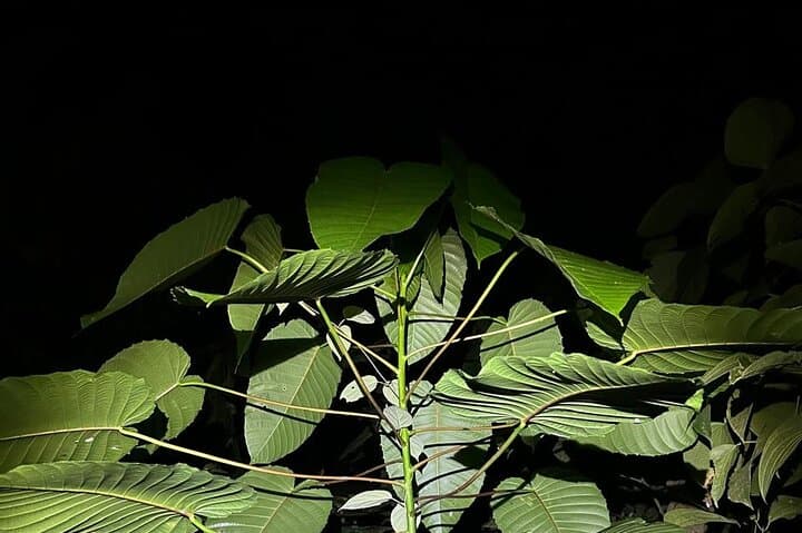 Night Hike on Pipeline Road: Soberania National Park After Dark photo 2