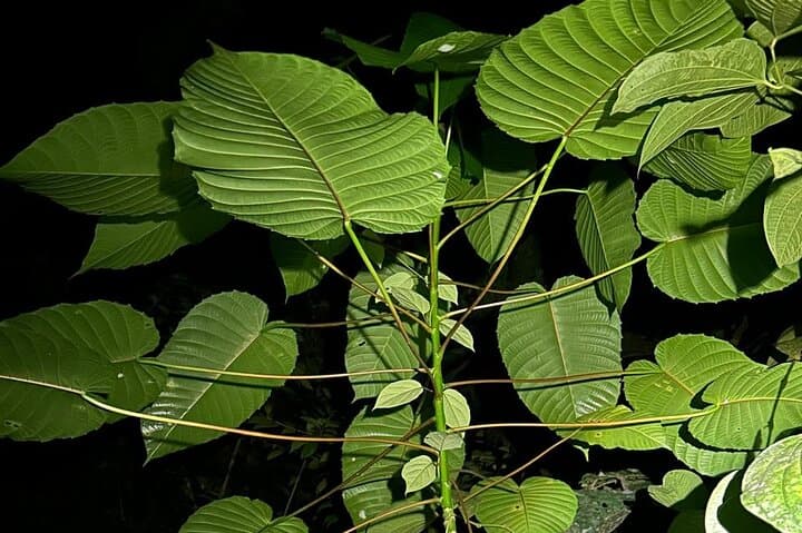 Night Hike on Pipeline Road: Soberania National Park After Dark photo 3