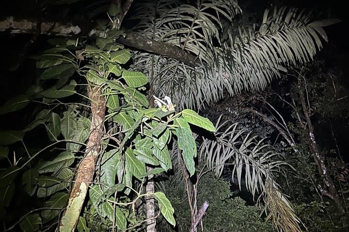 Night Hike on Pipeline Road: Soberania National Park After Dark photo 4