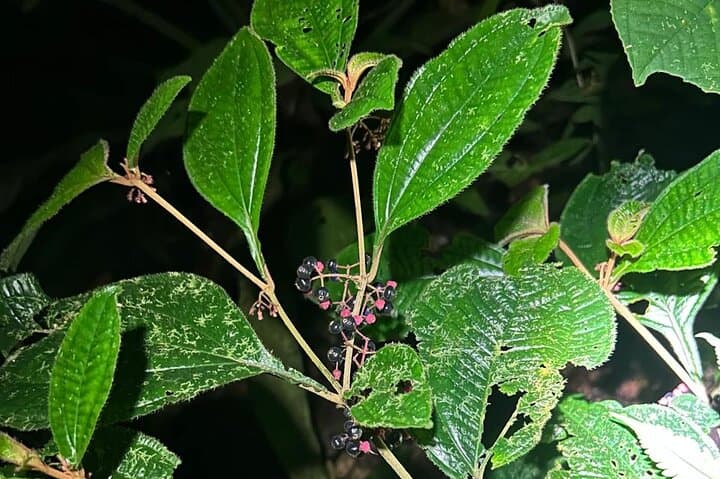 Night Hike on Pipeline Road: Soberania National Park After Dark photo 6
