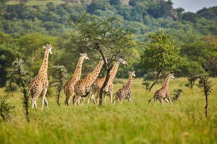 4-Day Queen Elizabeth National Park Safari & Chimp Trek from Kigali photo 6