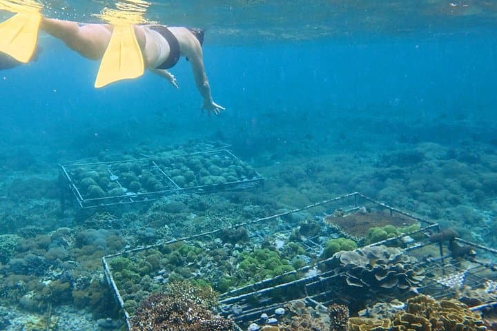 Nusa Penida Coral Restoration Snorkel: Hands-On Reef Conservation with Ocean Gardener photo 3