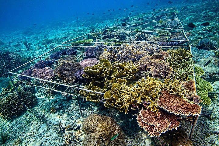 Nusa Penida Coral Restoration Snorkel: Hands-On Reef Conservation with Ocean Gardener photo 1