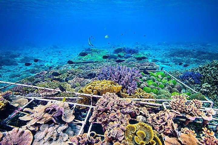 Nusa Penida Coral Restoration Snorkel: Hands-On Reef Conservation with Ocean Gardener photo 4