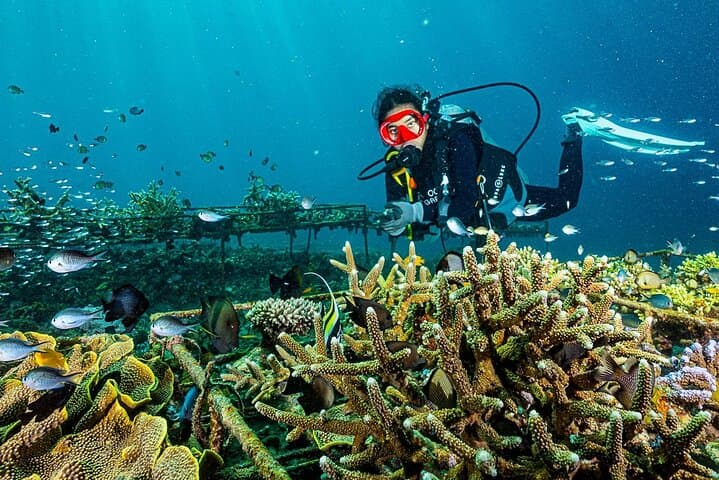Amed Coral Restoration Snorkeling Tour — Volunteer with NGO in Bali photo 2