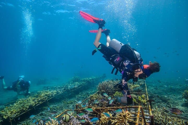 Amed Coral Restoration Snorkeling Tour — Volunteer with NGO in Bali photo 3