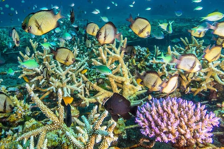 Amed Coral Restoration Snorkeling Tour — Volunteer with NGO in Bali photo 4