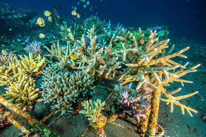 Amed Coral Restoration Snorkeling Tour — Volunteer with NGO in Bali photo 1
