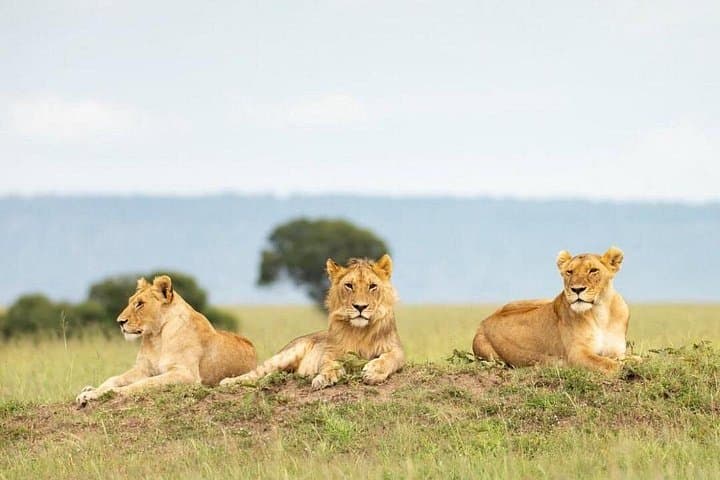 5-Day Safari to Nyerere and Mikumi National Parks from Dar es Salaam