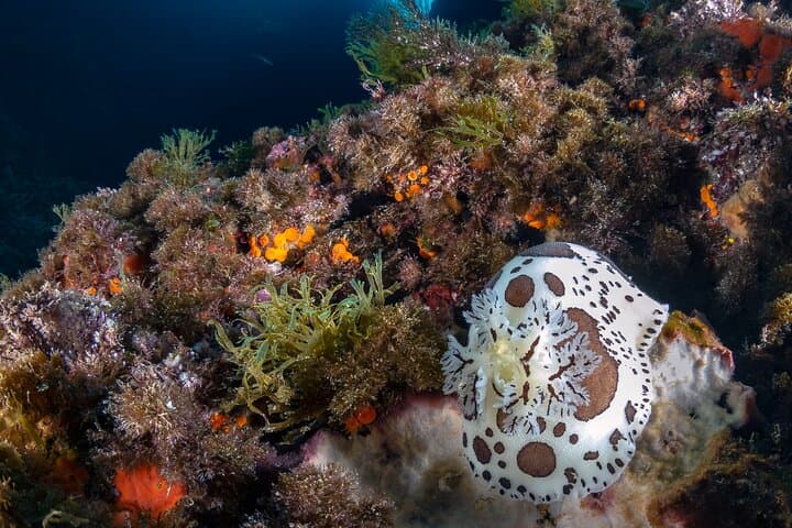 Discovery Scuba Diving in Punta Campanella: Beginner Guided Shallow Dive from Sorrento photo 2