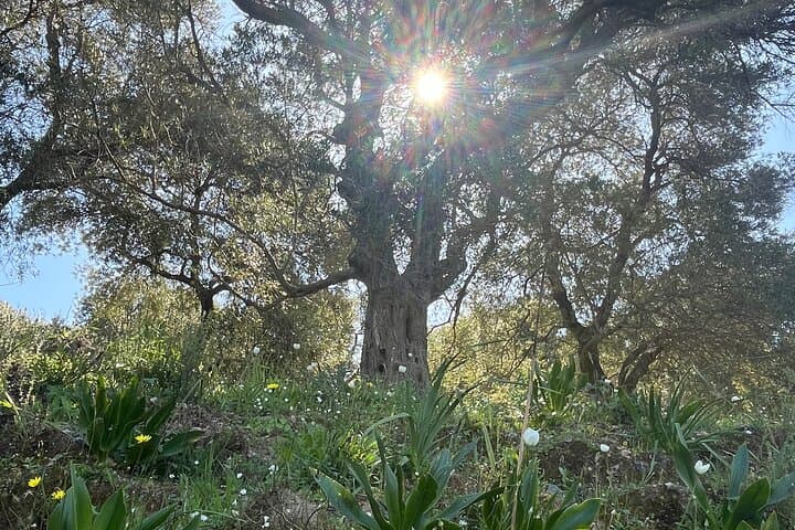 Agia Irini Gorge & Sougia Beach: Private Hike and Coastal Escape in Crete photo 3