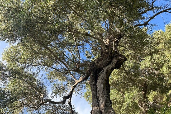 Agia Irini Gorge & Sougia Beach: Private Hike and Coastal Escape in Crete photo 5