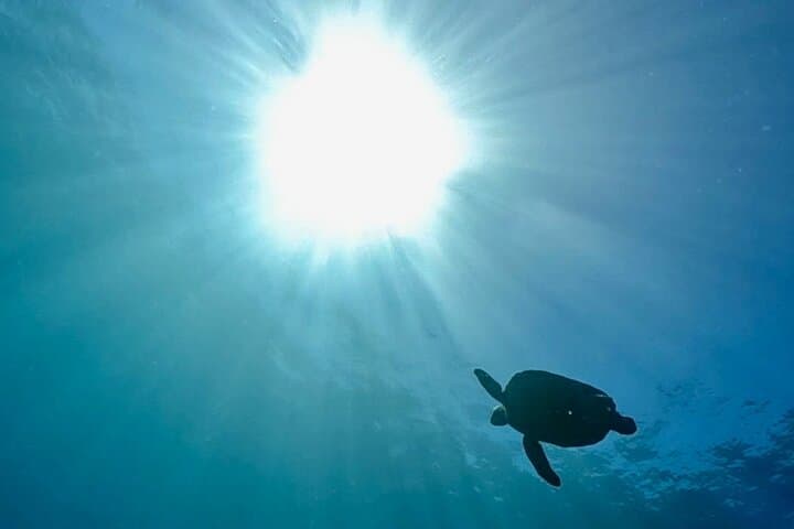 Kushimoto Premier Dive Spots: Two Guided Boat Dives in Kansai’s Kuroshio Waters