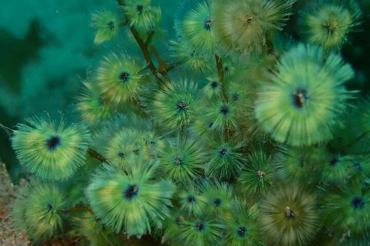 Kushimoto Premier Dive Spots: Two Guided Boat Dives in Kansai’s Kuroshio Waters photo 3