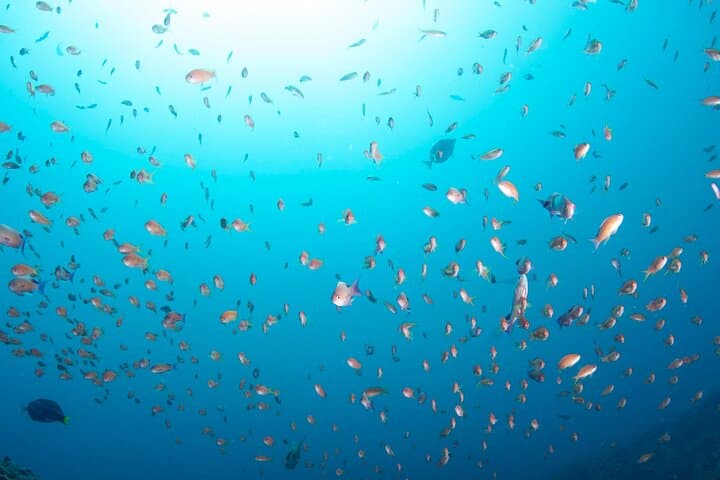 Kushimoto Premier Dive Spots: Two Guided Boat Dives in Kansai’s Kuroshio Waters photo 4