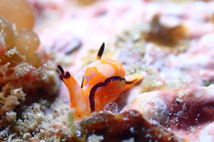 Kushimoto Premier Dive Spots: Two Guided Boat Dives in Kansai’s Kuroshio Waters photo 5