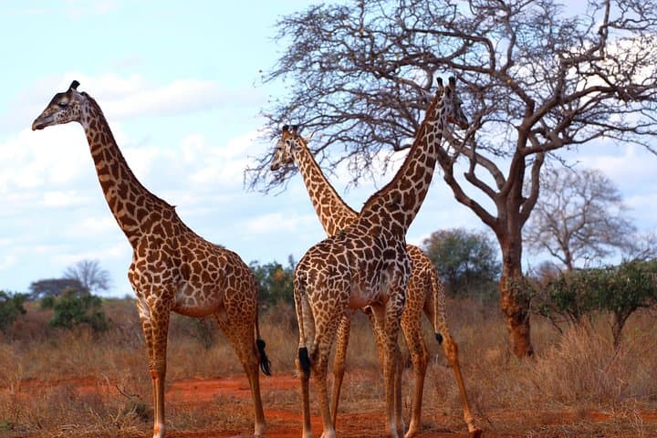 Day Safari to Tsavo East from Diani: Red Elephants, Mudanda Rock & Galana River photo 1