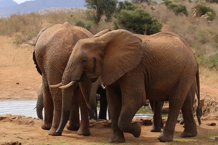 Day Safari to Tsavo East from Diani: Red Elephants, Mudanda Rock & Galana River photo 2
