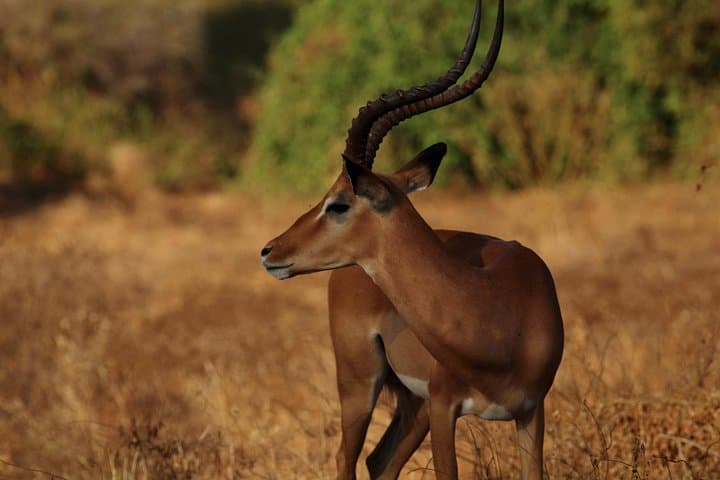 Day Safari to Tsavo East from Diani: Red Elephants, Mudanda Rock & Galana River photo 3