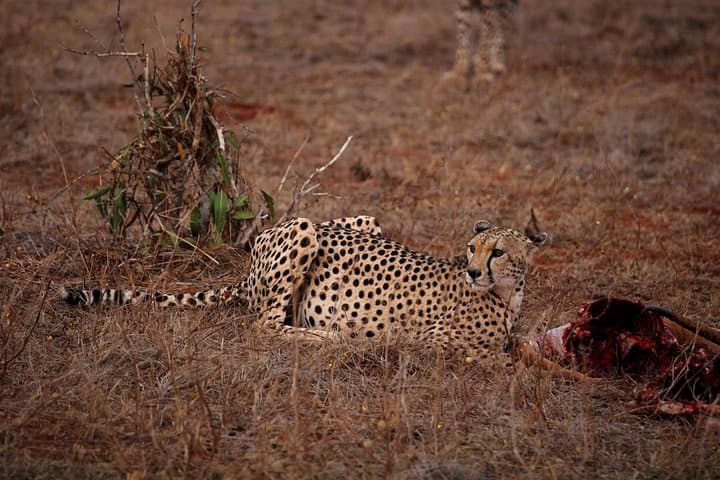 Day Safari to Tsavo East from Diani: Red Elephants, Mudanda Rock & Galana River photo 4