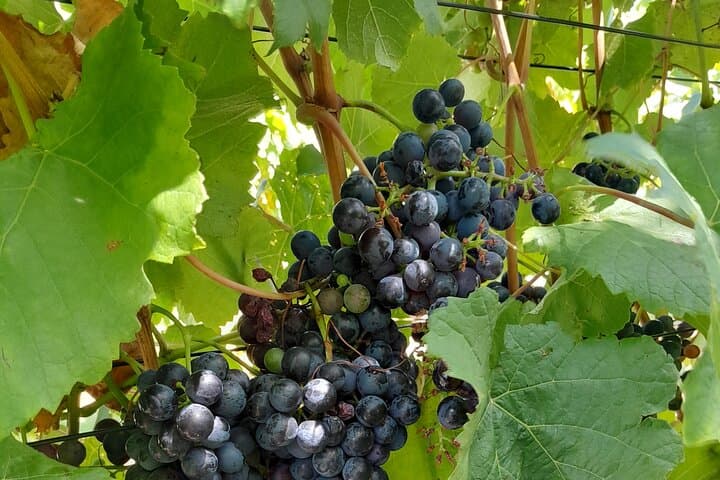 Winelands Tram & Estate Tasting: Stellenbosch to Franschhoek Luxury Day Tour photo 6