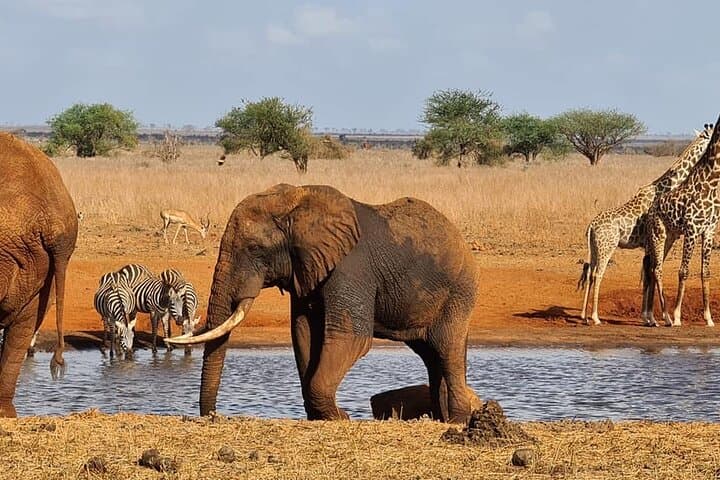 3-Day Private Tsavo East & West Safari with Mzima Springs photo 4