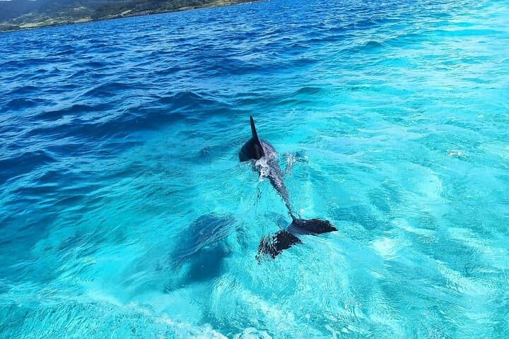 Mauritius 5-Island Speedboat Trip with BBQ, Snorkeling & Dolphin Watching photo 5