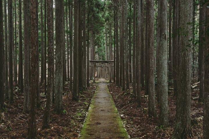 Private Kyoto Escape: Bamboo Grove, Hidden Shrines & Countryside Car Tour photo 1