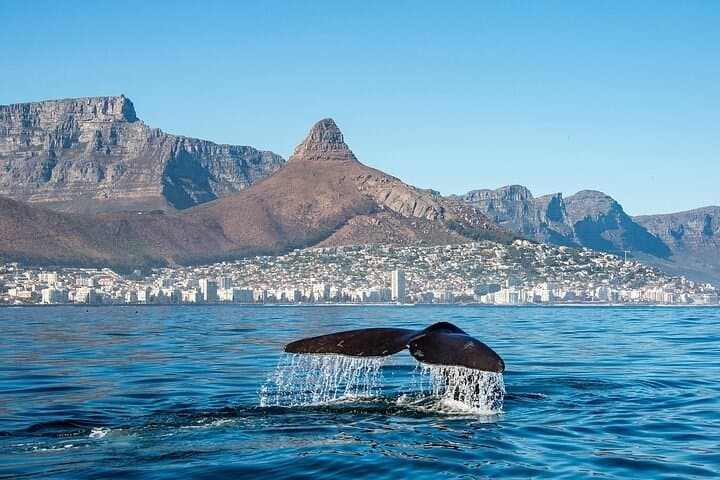 Table Bay Marine Eco Tour: Dolphins, Penguins & Table Mountain Views from the V&A Waterfront