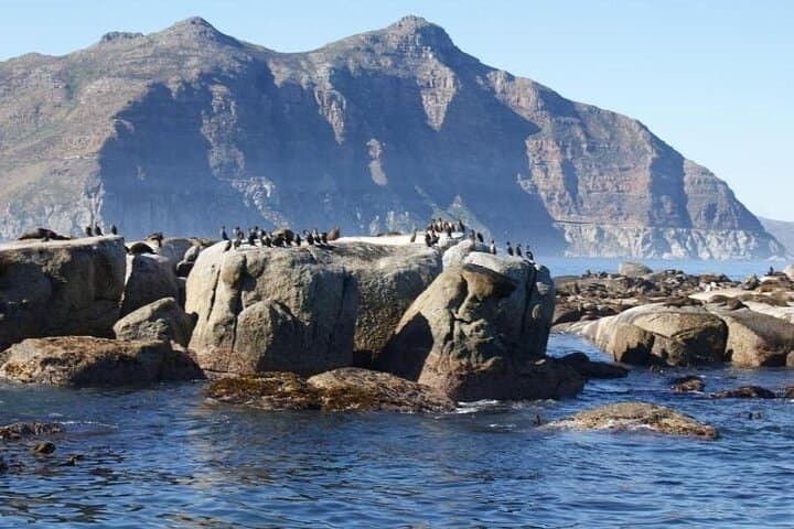 Table Bay Marine Eco Tour: Dolphins, Penguins & Table Mountain Views from the V&A Waterfront photo 4