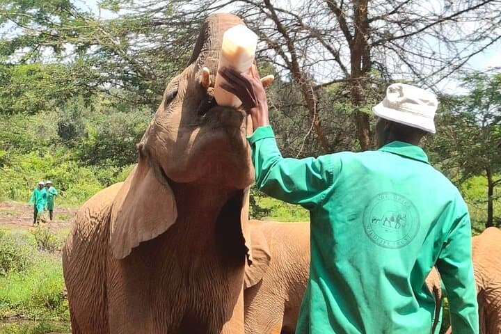 Inside Nairobi’s Wild Heart: Private Safari, Elephant Orphanage & Giraffe Centre Experience photo 2