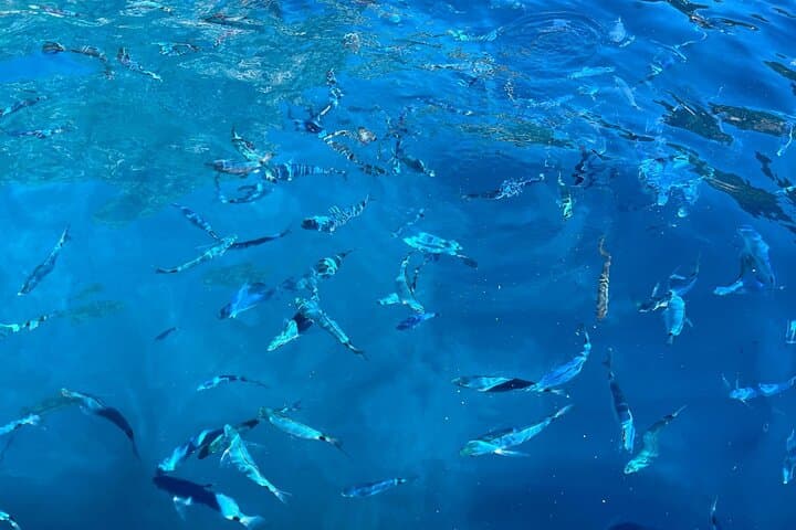 Split to Hvar: Private 5-Island Blue Cave & Stiniva Day Cruise photo 5