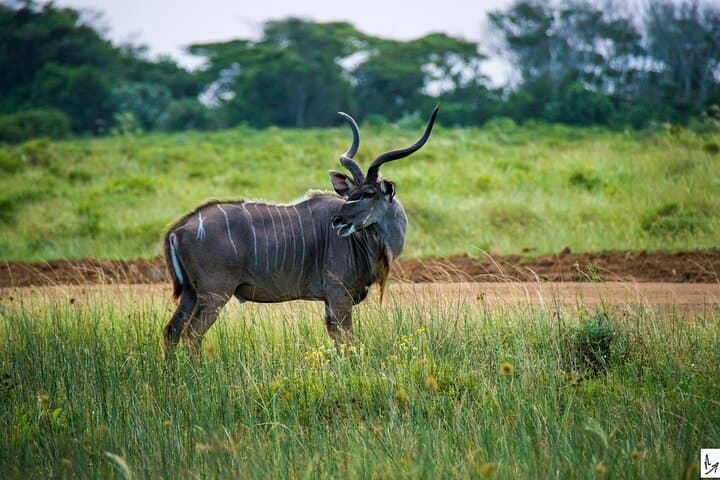 Epic Safari and Surf at iSimangaliso Wetland Park — Cape Vidal Day Trip photo 2