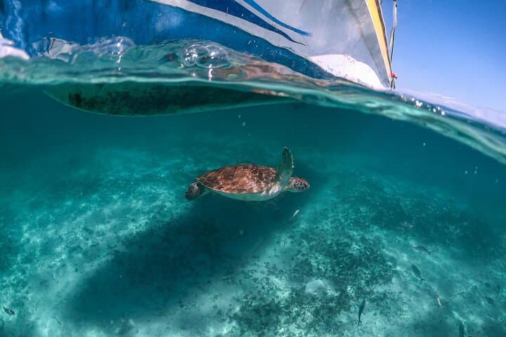 Snorkel with Sea Turtles in Akumal Bay: Half-Day Guided Encounter photo 2