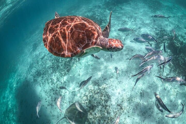 Snorkel with Sea Turtles in Akumal Bay: Half-Day Guided Encounter photo 4