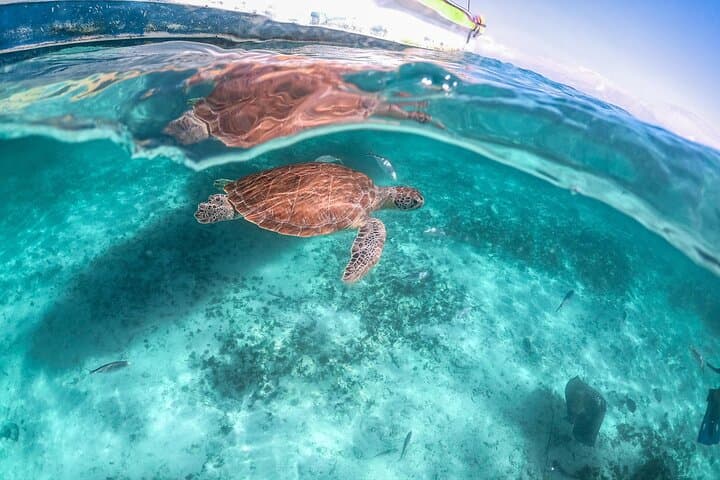Snorkel with Sea Turtles in Akumal Bay: Half-Day Guided Encounter photo 5