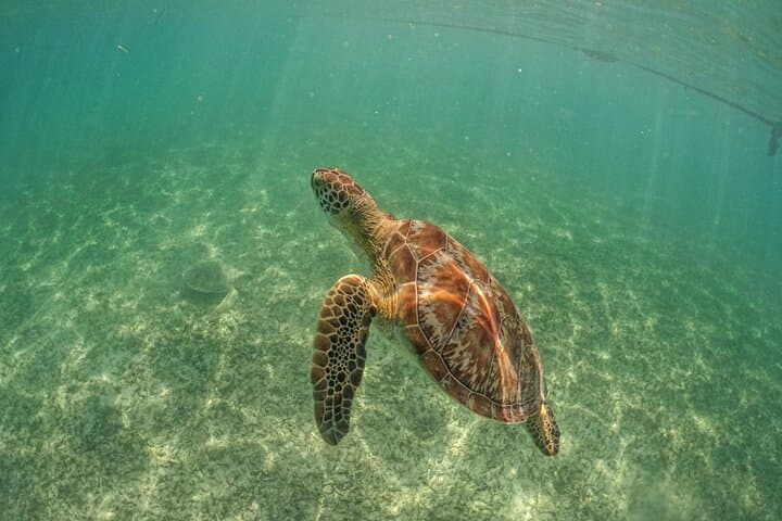 Snorkel with Sea Turtles in Akumal Bay: Half-Day Guided Encounter photo 6
