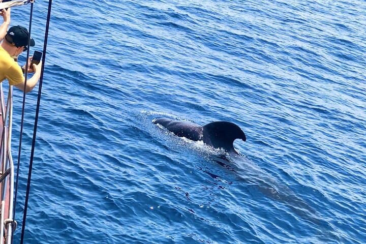 Pirate Ship Whale Safari in Tenerife — Los Cristianos Boat Cruise & Swim photo 3