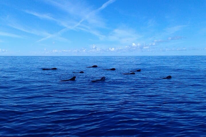 Pirate Ship Whale Safari in Tenerife — Los Cristianos Boat Cruise & Swim photo 5