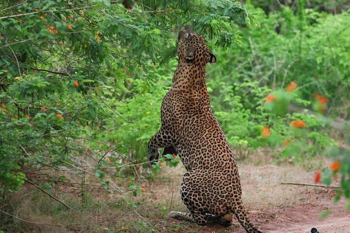 Yala Leopard Safari: 7- or 12-Hour Wildlife Drive from Ella photo 3