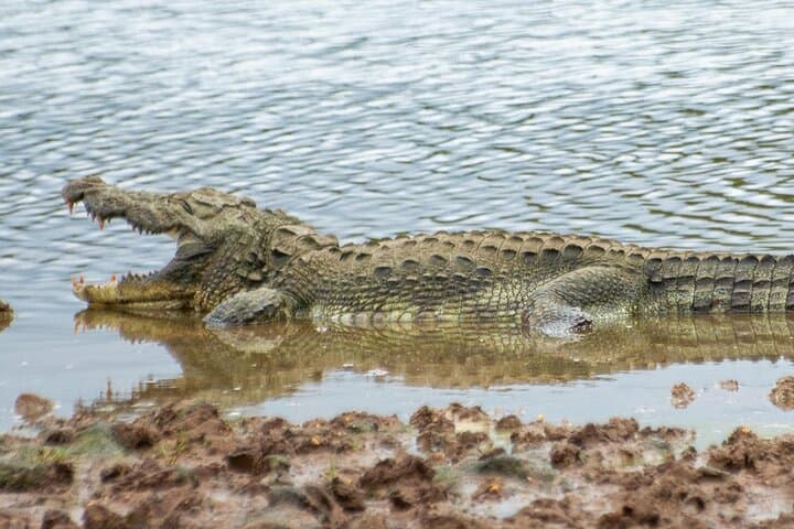 Yala Leopard Safari: 7- or 12-Hour Wildlife Drive from Ella photo 2