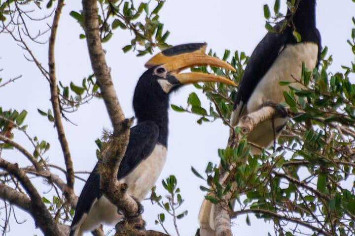 Yala Leopard Safari: 7- or 12-Hour Wildlife Drive from Ella photo 4
