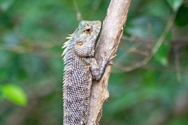 Yala Leopard Safari: 7- or 12-Hour Wildlife Drive from Ella photo 5