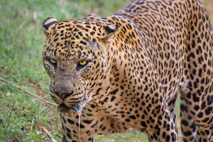Yala Leopard Safari: 7- or 12-Hour Wildlife Drive from Ella
