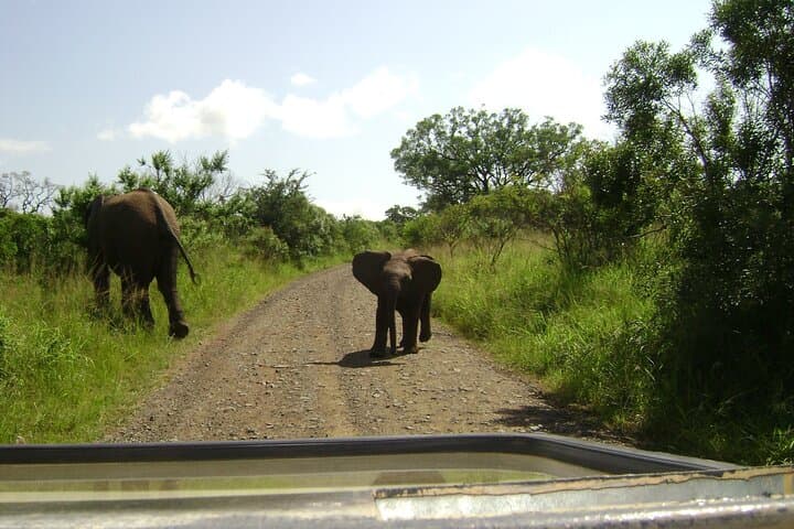Epic Safari and Surf at iSimangaliso Wetland Park — Cape Vidal Day Trip photo 4