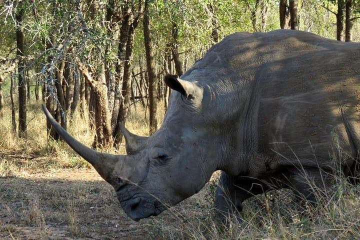 Epic Full-Day Safari & Surf in iSimangaliso Wetland Park — Bush to Beach Adventure photo 4