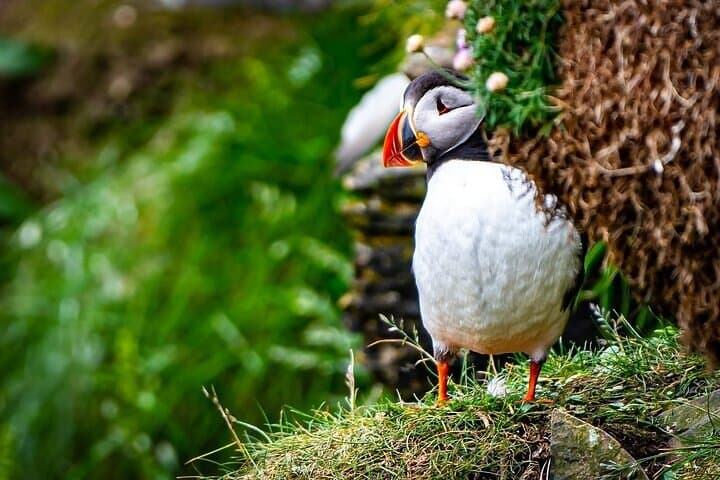 Caithness Puffin Tour from Thurso: Guided Puffin and Seabird Watching